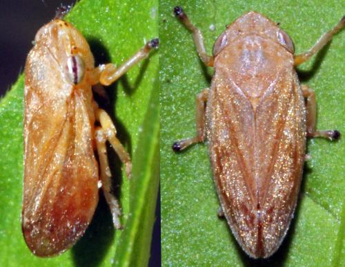 Philaenus spumarius